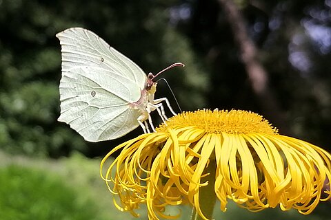 Ein Zitronenfalter (Gonepteryx rhamni)