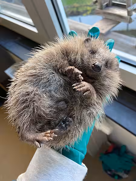 Igel 101 aus der Pilzstation