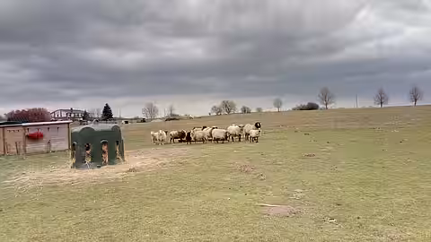 Schafherde auf dem aktion tier Lottihof