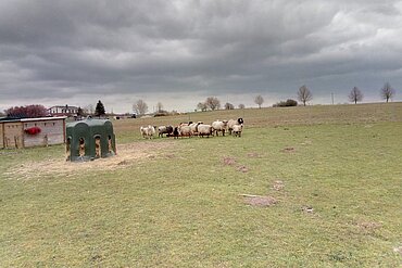 Schafherde auf dem aktion tier Lottihof