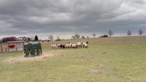 Schafherde auf dem aktion tier Lottihof