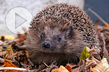 Ein Igel sitzt im Laub