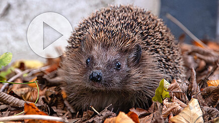 Ein Igel sitzt im Laub