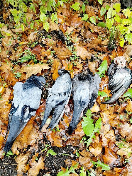 Tote Tauben auf dem Gendarmenmarkt