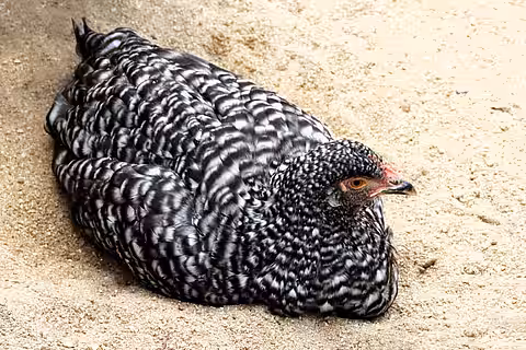 Das Sachsenhuhn gehört zu den extrem seltenen und daher gefährdeten Rassen.