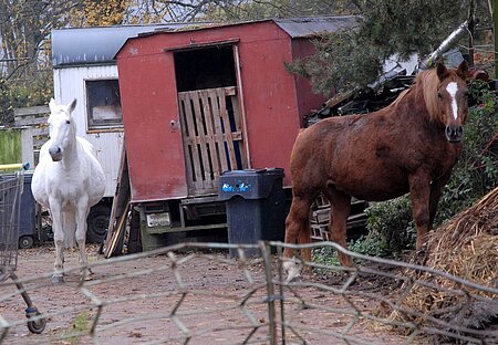 Tiere auf dem Gelände