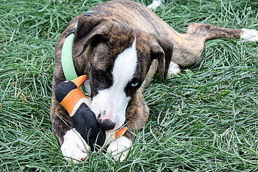 Hund mit Plastikspielzeug. 