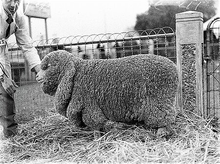 Falten-Merinos haben in Australien eine lange Tradition.