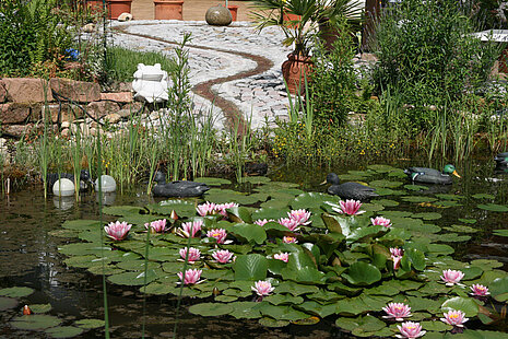 Gartenteich mit Seerosen