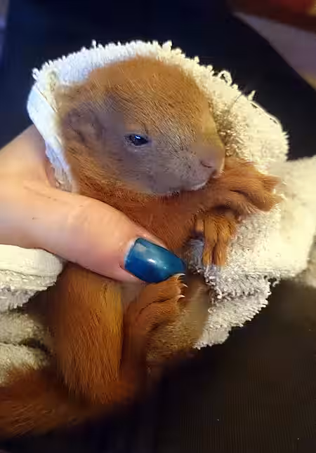 Auf der aktion tier Eichhörnchenstation