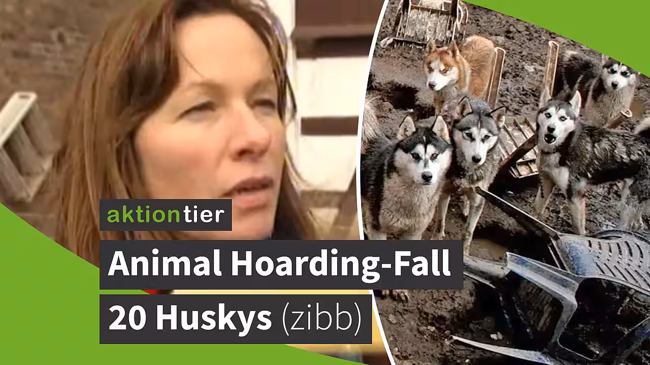 Animal Hoarding-Fall mit 20 Huskys in Brandenburg Hohengörsdorf (zibb-Beitrag)