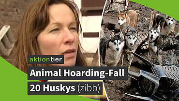 Animal Hoarding-Fall mit 20 Huskys in Brandenburg Hohengörsdorf (zibb-Beitrag)