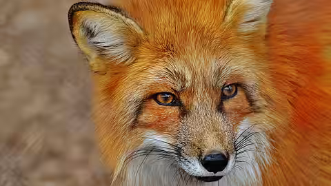 Der Fuchs - unfreiwilliger Hauptwirt des Kleinen Fuchsbandwurms.