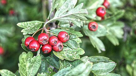 Heimischer Weißdorn (Crataegus monogyna)