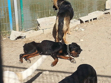 Hunde im Tierheim Manavgat 
