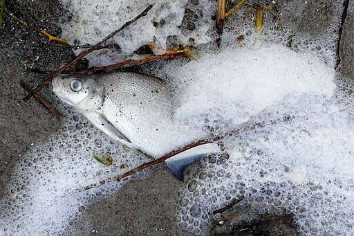 Tote Fische in schäumendem Wasser