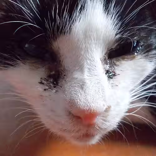 Katze mit Katzenschnupfen.