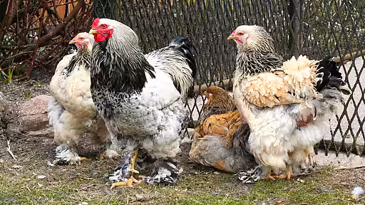 Alte Zweinutzungsrassen wie das Brahma sind rar, deshalb werden aus typischen Fleisch- und Legehühnern neue Zweinutzungsrassen gezüchtet. 