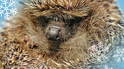 Der Winterschlaf der Igel Der Winterschlaf der Igel