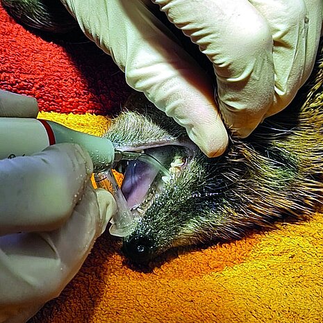 Hier werden bei einem Igel die Zähne saniert.