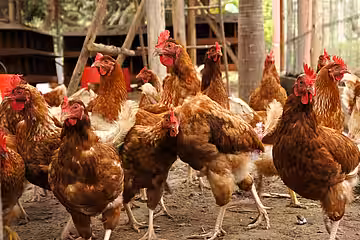 Braune Lohmann Breeders-Hybridhennen.