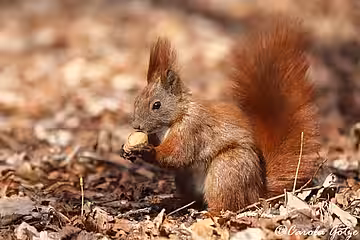Eichhörnchen beim Suchen nach einer geeigneten Stelle, um Nahrung einzugraben.