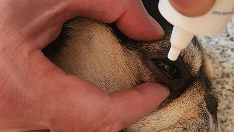 Eine Französische Bulldogge bekommt Augentropfen.