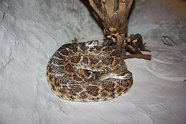 Texas Klapperschlange (Crotalus atrox)