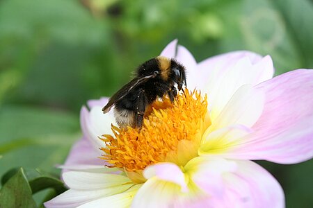 Auf der Suche nach Pollen und Nektar bestäuben Insekten die besuchten Pflanzen.