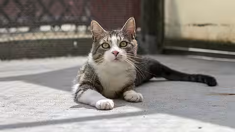 Katze Mauritius aus dem aktion tier Tierheim Zossen