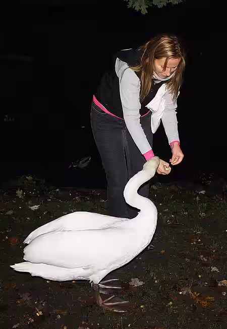 Schwanenrettung im Stadtpark Steglitz Schwanenrettung im Stadtpark Steglitz