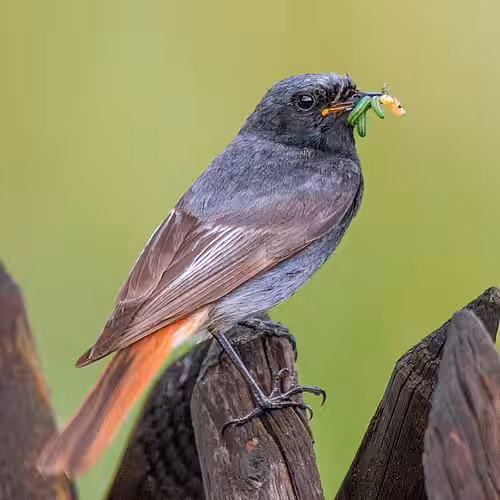 Männlicher Hausrotschwanz mit Raupen des Buchsbaumzünslers