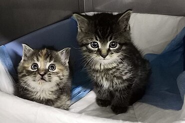 Kitten im Tierheim Zossen