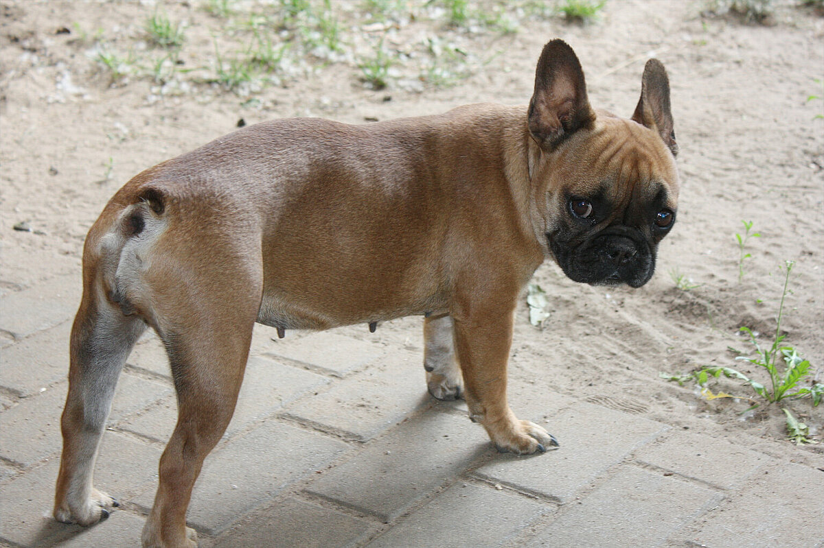 Französische Bulldogge - Rasseportrait