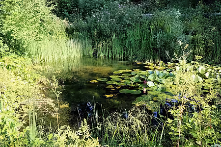 Wasser im Garten ist wichtig