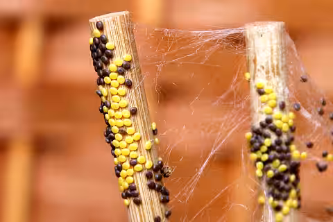 Die Eier des Seidenspinners