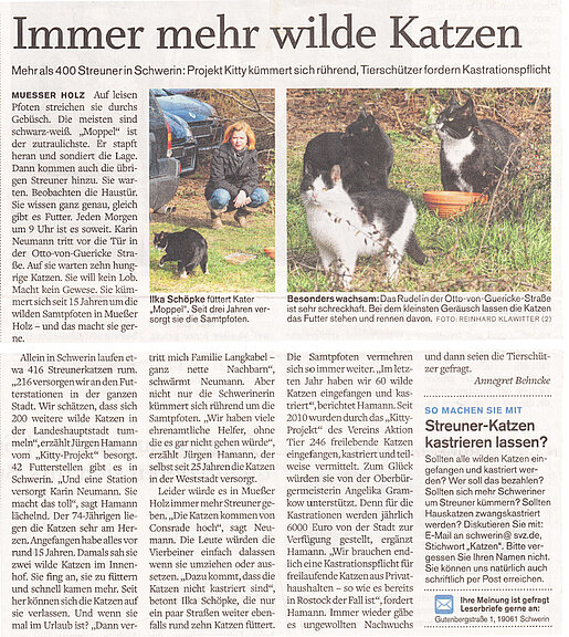 SVZ - Immer mehr wilde Katzen