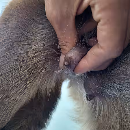Milchfluss bei Druck auf die Zitzen.