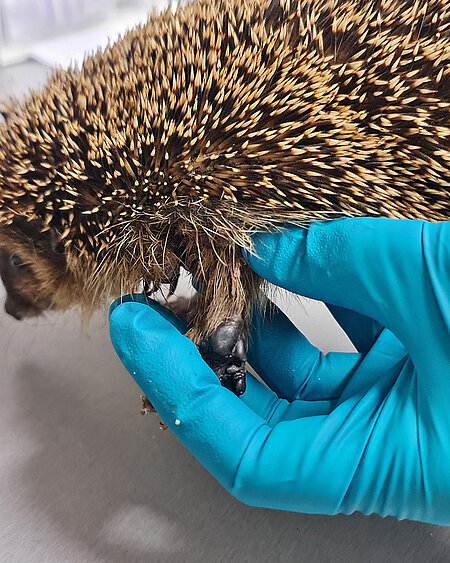 Der Igel hatte eine Wunde am Bein.