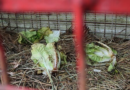 Verdorbener Salat als Kaninchenfutter