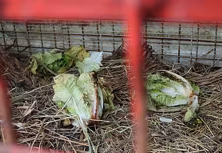 Verdorbener Salat als Kaninchenfutter