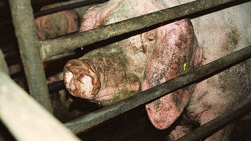 95% aller Schweine leben in der Massentierhaltung