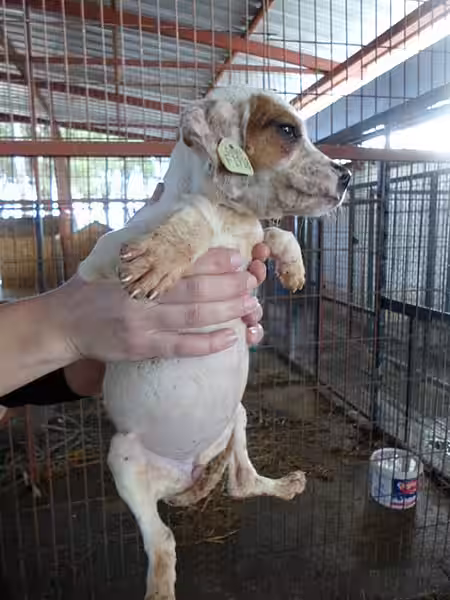 Hund im Tierheim Manavgat Hund im Tierheim Manavgat