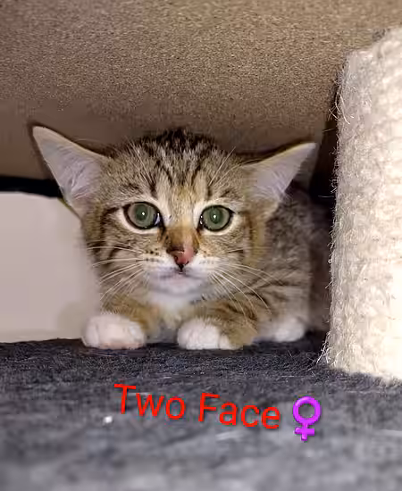 Kitten Two Face Kitten Two Face