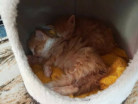 Katzenbabys