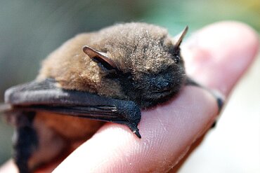 Gerettete Zwergfledermaus 