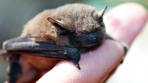 Gerettete Zwergfledermaus 