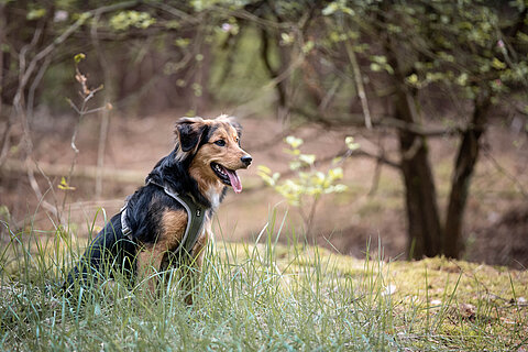 aktion tier – Menschen für Tiere e.V.: Tierwissen