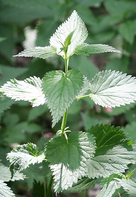 Brennnessel Urtica dioica