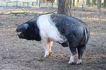 Deutsches Sattelschwein. Deutsches Sattelschwein.